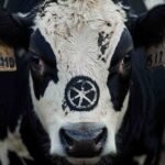 Vache marquée par du branding astral