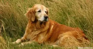 Le Golden Retriever Anglais : Un chien fidèle et élégant