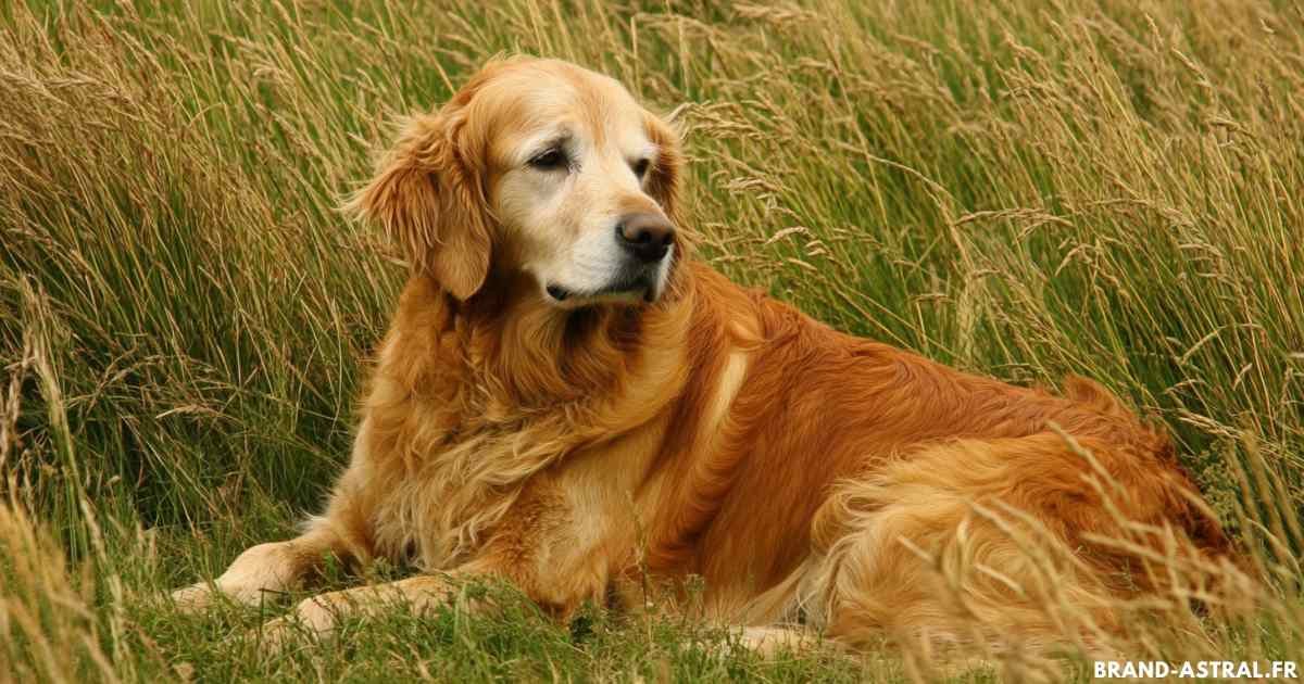 Le Golden Retriever Anglais : Un chien fidèle et élégant