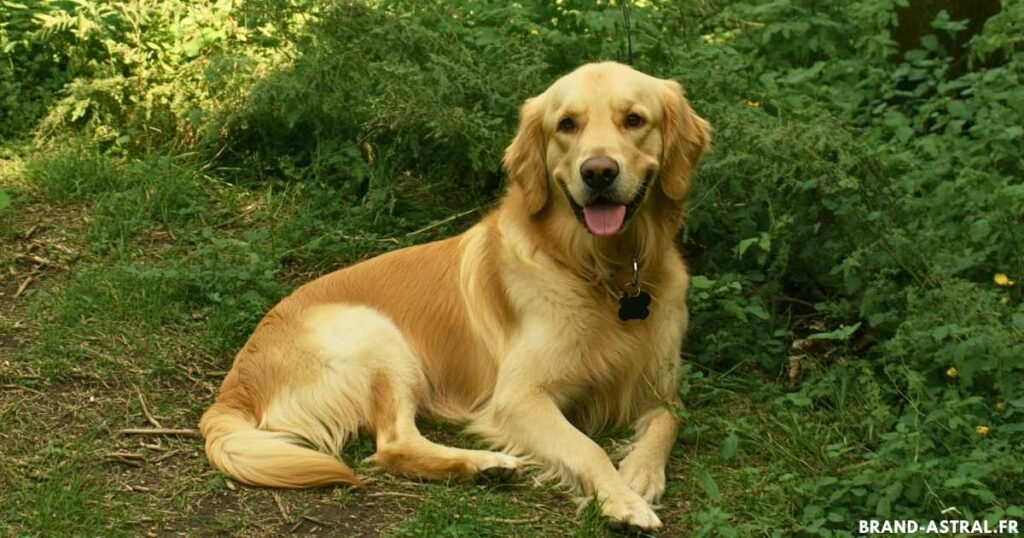 golden retriever caractère