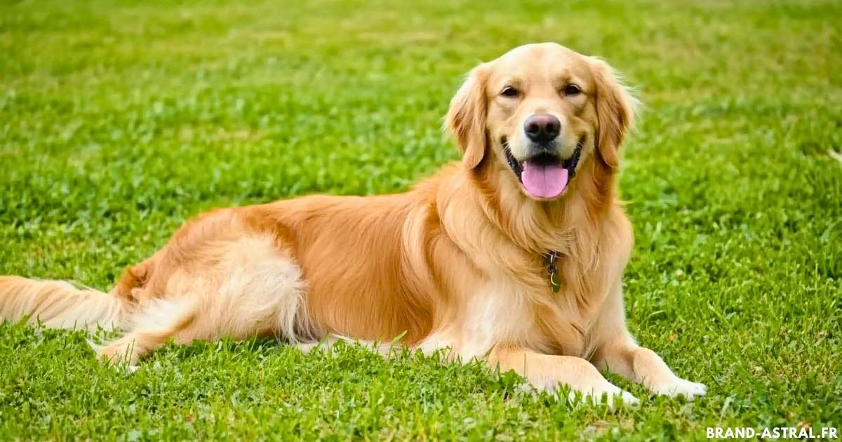 le golden retriever race de chien