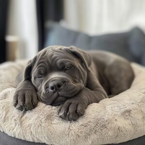 Quelle est la meilleure alimentation pour un chiot Cane Corso ?