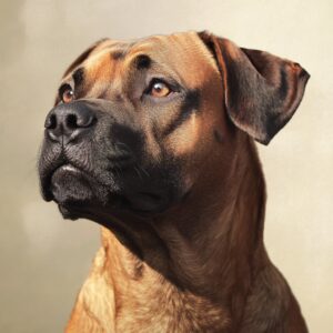  dysplasie chez un Cane Corso