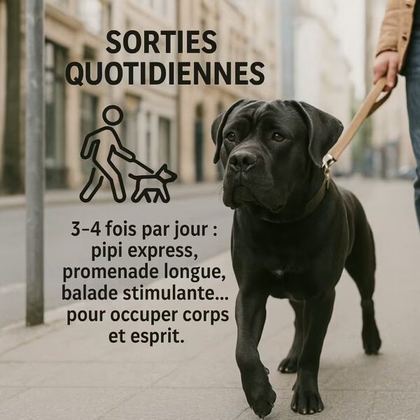 Cane Corso en promenade urbaine en laisse ; rappel des sorties quotidiennes avec marche, reniflage et dépense physique.
