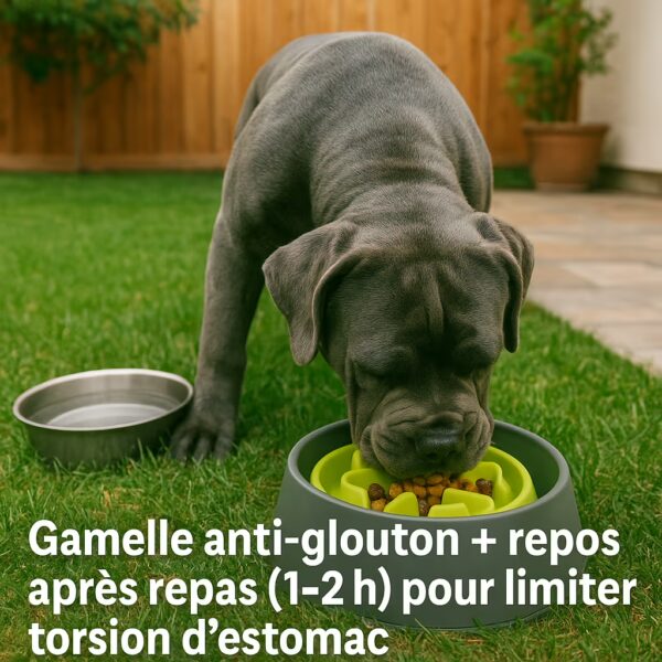 Cane Corso mange dans une gamelle anti-glouton au jardin ; eau fraîche puis 1–2 h de repos pour limiter les soucis digestifs.