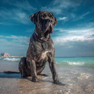 embonpoint chez un Cane Corso