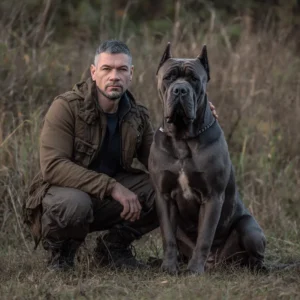 cane corso trop proche de son maitre