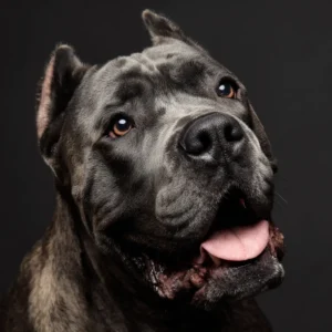 Gérer l'embonpoint chez un Cane Corso