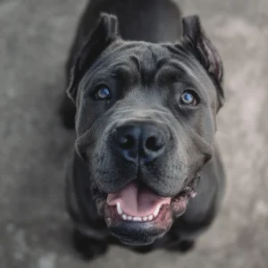 mon cane corso est il possessif