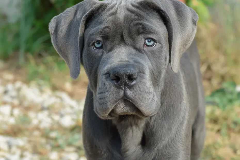 Pourquoi mon Cane Corso détruit tout quand je pars ?