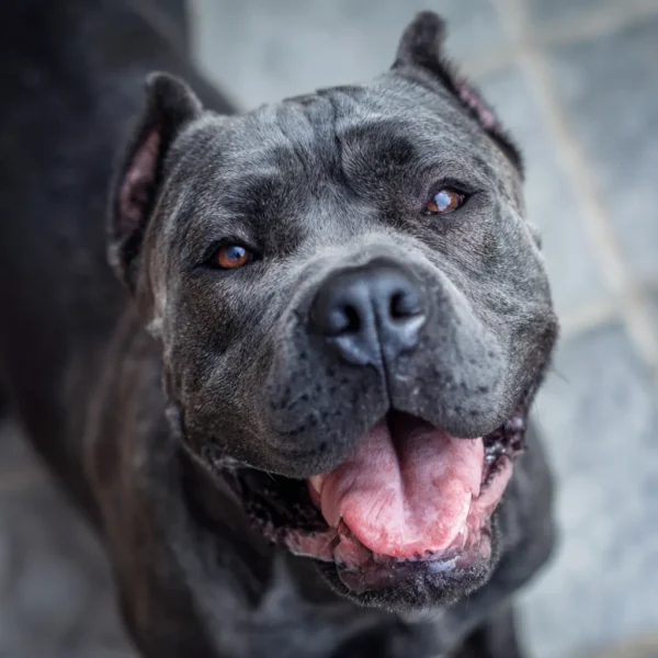 Mon Cane Corso grogne, 