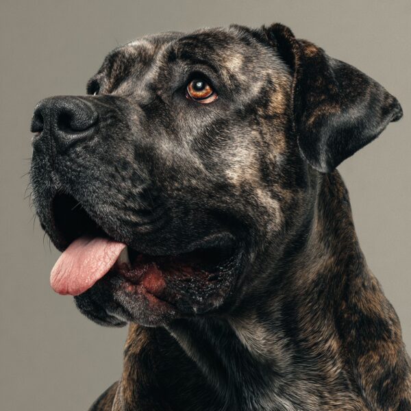 Cane Corso et bave excessive